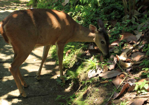 rancho margot deer 
 - Costa Rica