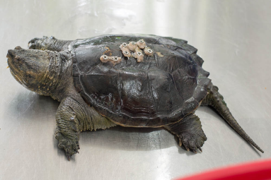 Turtle Recovering From A Broken Shell At Parque Simon Bolivar
 - Costa Rica