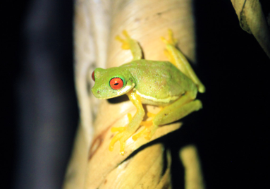 childrens eternal rainforest san gerardo tree frog 
 - Costa Rica