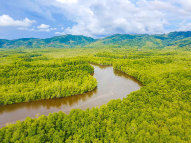 sierpe wetlands aerial views 
 - Costa Rica