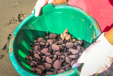 Bucket Of Baby Turtles Ready To Be Released At Piro Beach
 - Costa Rica