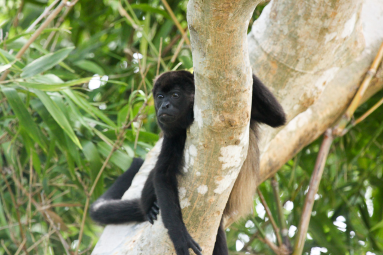 howler monkey stare 
 - Costa Rica