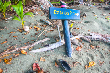 turtle hatching at piro beach costa rica  
 - Costa Rica