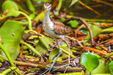 Young Heron Sierpe Mangler
 - Costa Rica