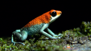 granular poision frog.png
 - Costa Rica