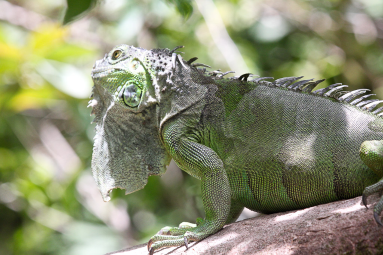 green iguana closeup 
 - Costa Rica