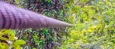 Zip Line Corcovado Canopy Tour
 - Costa Rica