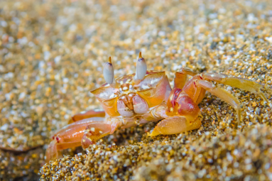 Crab On Sand Looking At The Camera
 - Costa Rica