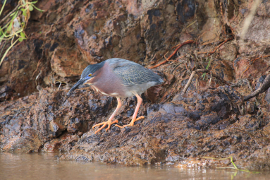 Gray Young Bird On Tacoles Riverbank
 - Costa Rica