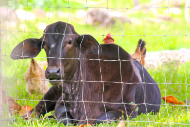 Veal Behind A Fence Sierpe Mangler
 - Costa Rica