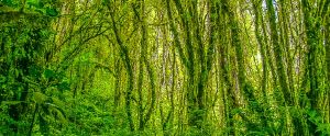santa elena reserve monteverde front page
 - Costa Rica