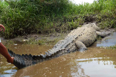 crocodile safari tour osama 
 - Costa Rica