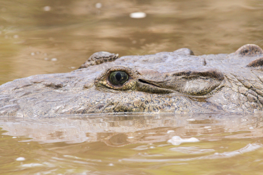 Crocodile Green Eyes
 - Costa Rica