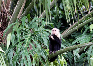 cano negro  capuchin monkey
 - Costa Rica