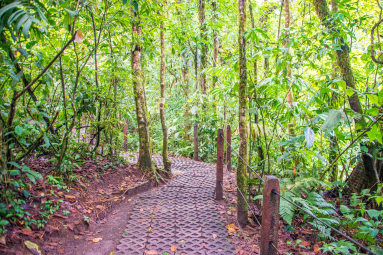 Buried Cement Block Trail Arenal Hanging Bridges Mistico Park
 - Costa Rica