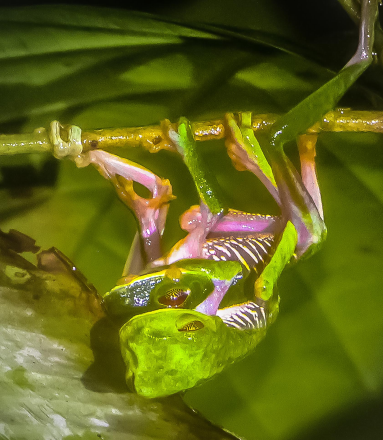 red eye green tree frog mating la leona nightwalk costa rica 
 - Costa Rica
