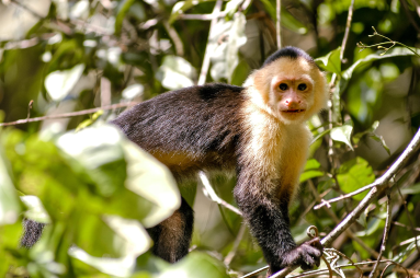 white face monkey staring at camera tortuguero 
 - Costa Rica