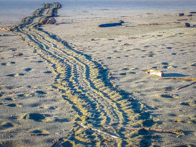 Turtle Tracks Towards The Ocean At Piro Beach
 - Costa Rica