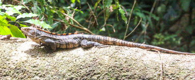 Iguana On A Fallen Branch At Sirena Ranger Station Corcovado National Park
 - Costa Rica