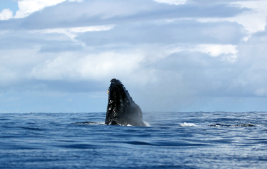 cano island reserve breach 
 - Costa Rica