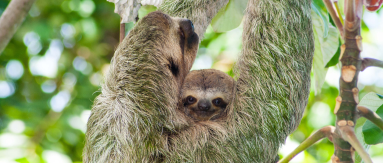 manuel antonio destination three toed sloth 
 - Costa Rica