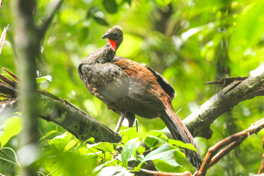 Crested Guan In The Wilderness San Pedrillo Ranger Station
 - Costa Rica