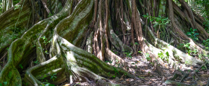 tree on rio claro trail sirena ranger station corcovado national park 
 - Costa Rica