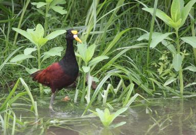 cano negro jacana 
 - Costa Rica
