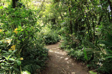 Monteverde train tour hiking path 
 - Costa Rica