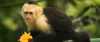 manuel antonio destination capuchin eats mango 
 - Costa Rica