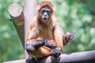 spider monkey eating papaya parque simon bolivar san jose 
 - Costa Rica