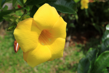 pura vida gardens big flower 
 - Costa Rica