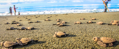 Turtle Sprinting To The Ocean At Playa Piro
 - Costa Rica