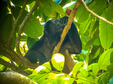 Howler Monkey Manuel Antonio National Park
 - Costa Rica