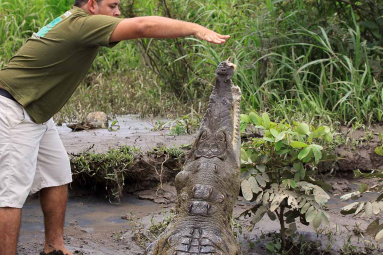 crocodile safari tour feeding 
 - Costa Rica