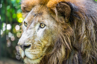 lion face parque simon bolivar san jose 
 - Costa Rica