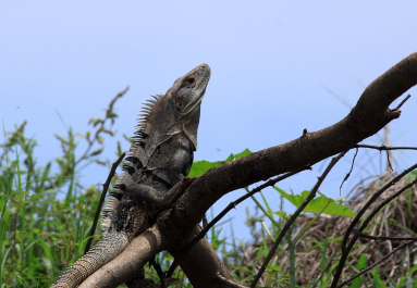 crocodile safari tour iguana 
 - Costa Rica