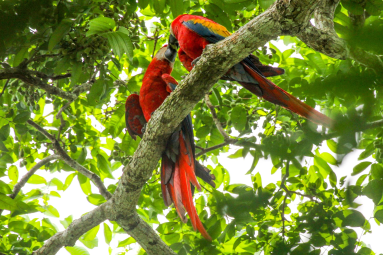 Macaws Kissing On The Top Of The Trees In Sirena Ranger Station Corcovado
 - Costa Rica