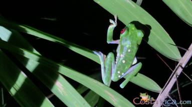 red_eyed tree frog.png
 - Costa Rica
