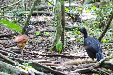 Birds Walking On The Forest Floor
 - Costa Rica
