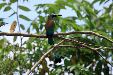 crocodile safari tour motmot 
 - Costa Rica