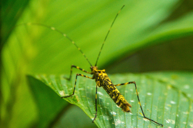 Insect Celeteste River Waterfall Tour
 - Costa Rica