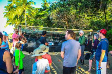 Talk Turtle Hatching At Piro Beach Costa Rica
 - Costa Rica
