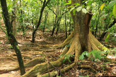 dominical destination hacienda baru tree 
 - Costa Rica
