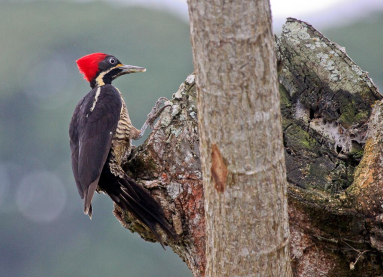 cano negro lineated woodpecker 
 - Costa Rica