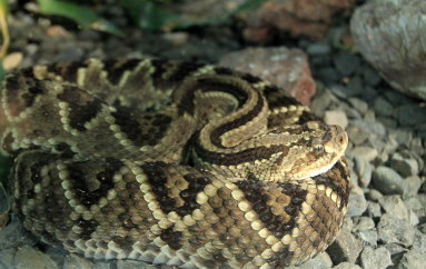 rainforest adventures tropical rattlesnake 
 - Costa Rica