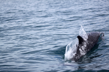 dominical surf dive snorkel dolphin 
 - Costa Rica