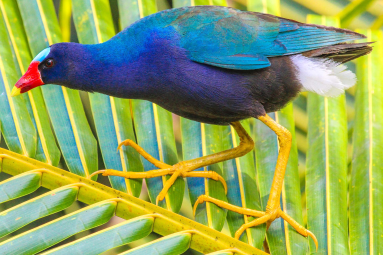 Purple Gallinule On Sierpe Mangler
 - Costa Rica