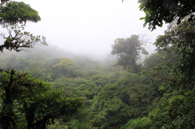 skywalk foggy view 
 - Costa Rica