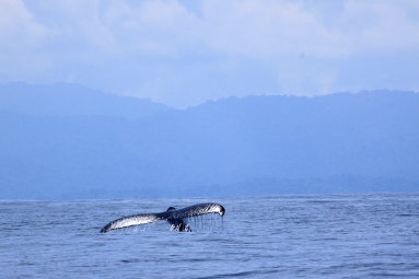 cano island reserve tail 
 - Costa Rica